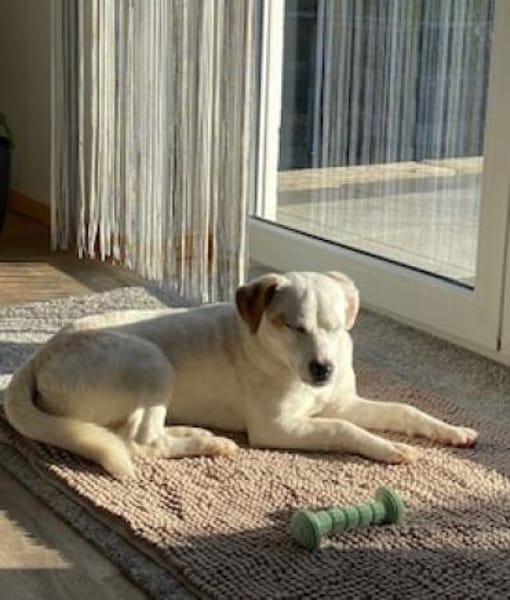 Carla in 86420 Diedorf zur Pflege