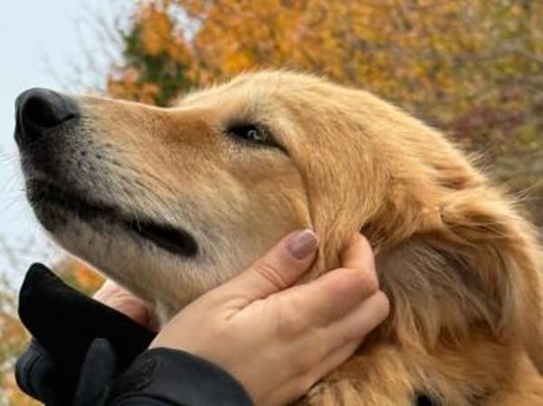 Chani - wartet auf ihre Herzensmenschen