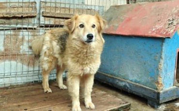 Chani - wartet auf ihre Herzensmenschen