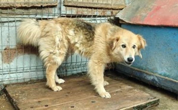 Chani - wartet auf ihre Herzensmenschen