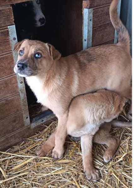 Aletta wurde im Tierheim geboren