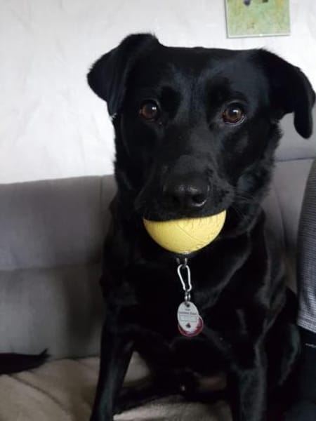 Black - Vermittlungshilfe