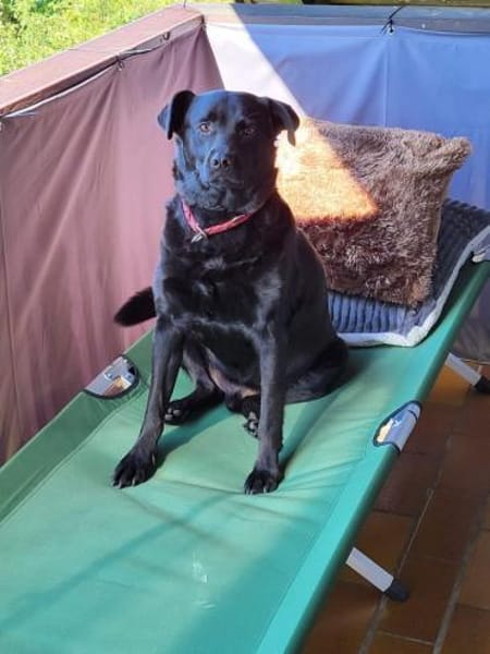 Black - Vermittlungshilfe