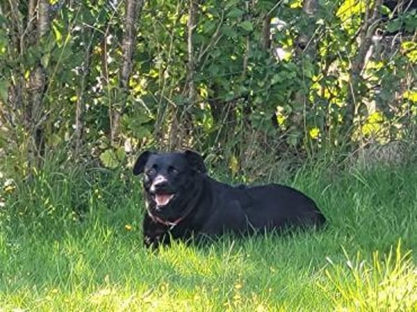 Black - Vermittlungshilfe