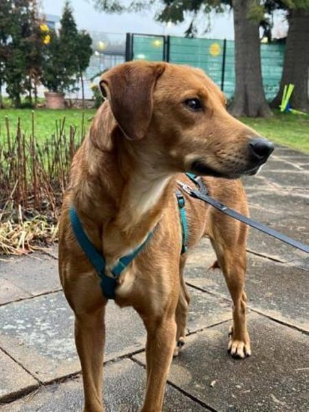 Ronan wartet in Langenzenn auf DICH