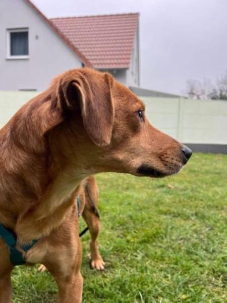 Ronan wartet in Langenzenn auf DICH