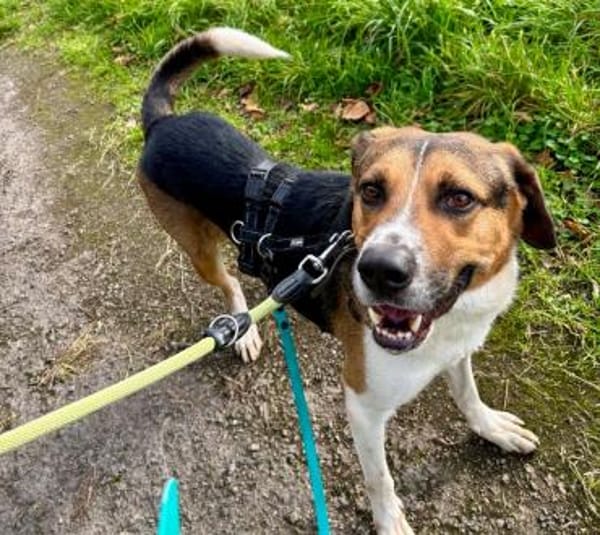 Kiwi ist liebenswert und freundlich