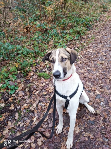 Jaro - ein bisschen mehr Hund