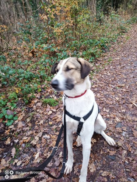 Jaro - ein bisschen mehr Hund