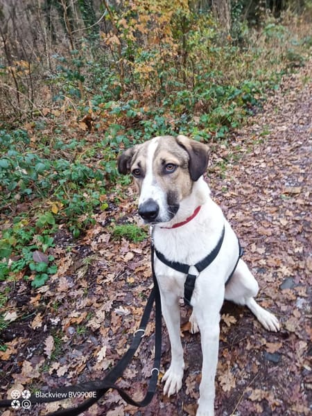 Jaro - ein bisschen mehr Hund