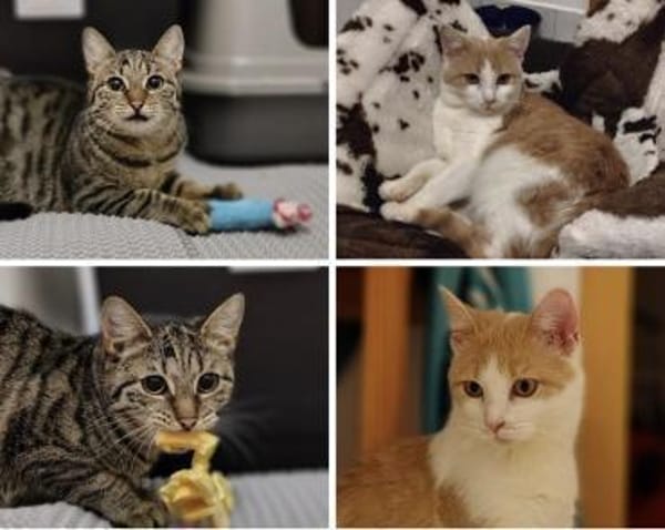 Zwei Seelen auf Samtpfoten