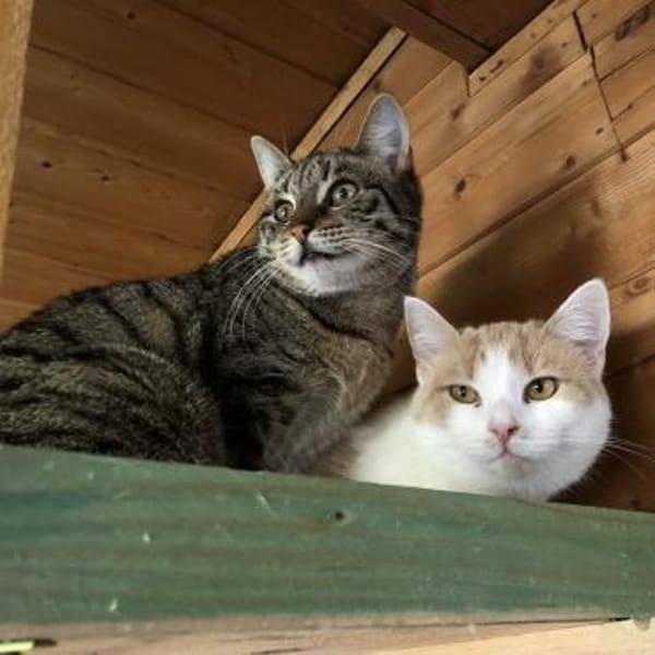 Zwei Seelen auf Samtpfoten