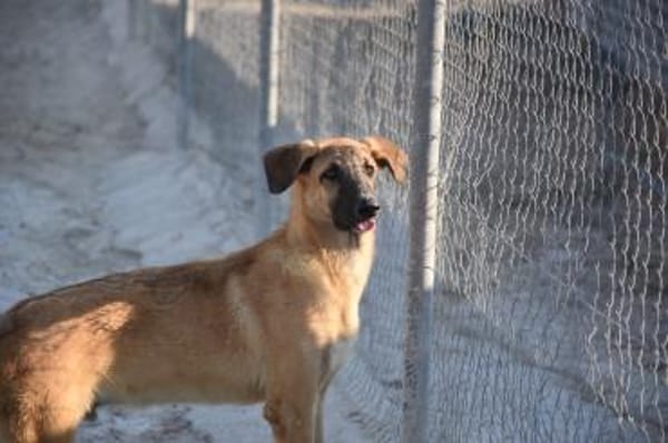 Bola braucht ein Zuhause Ho