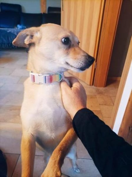 liebe Hündin Rita auf Pflegestelle