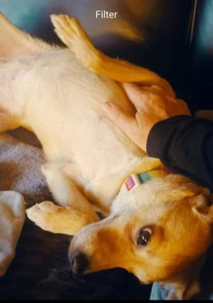 liebe Hündin Rita auf Pflegestelle