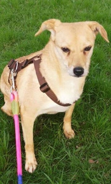 liebe Hündin Rita auf Pflegestelle