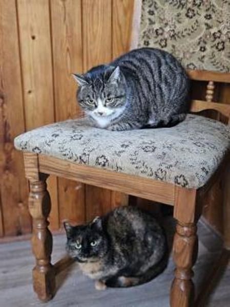 KIWI - geb. ca. 05/2021