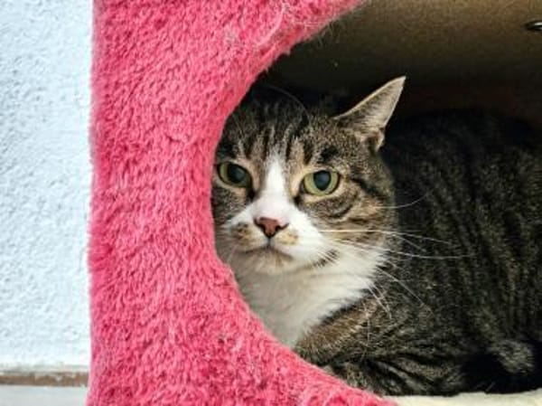 KIWI - geb. ca. 05/2021