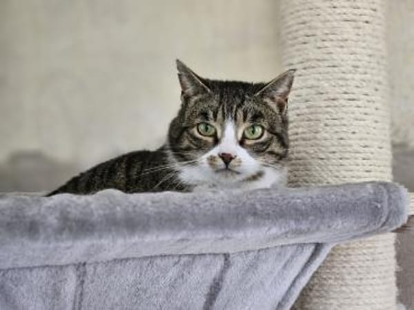 KIWI - geb. ca. 05/2021