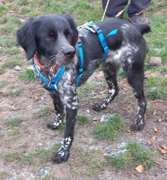 Liebe Bretonhündin Viola  sucht Zuhause