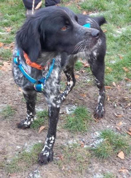 Liebe Bretonhündin Viola  sucht Zuhause