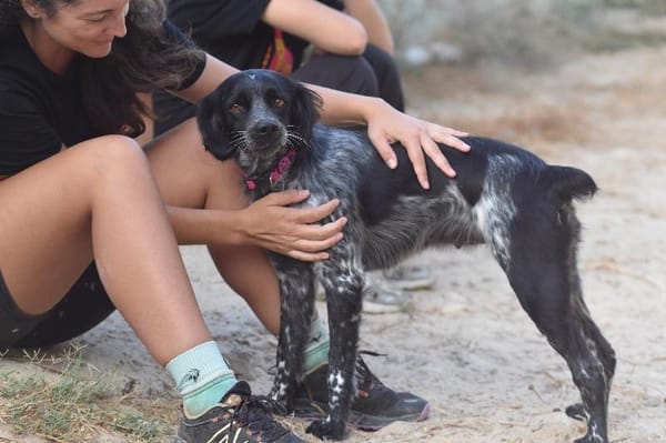 Liebe Bretonhündin Viola  sucht Zuhause