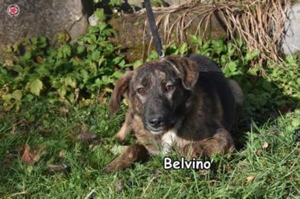 BELVINO