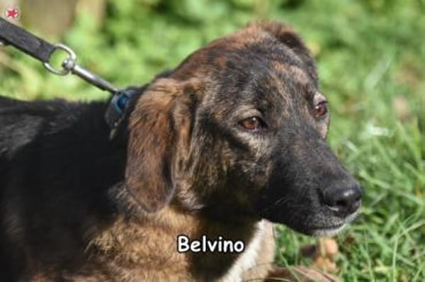 BELVINO