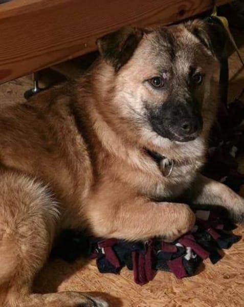 Lenny wartet in Nürnberg auf DICH