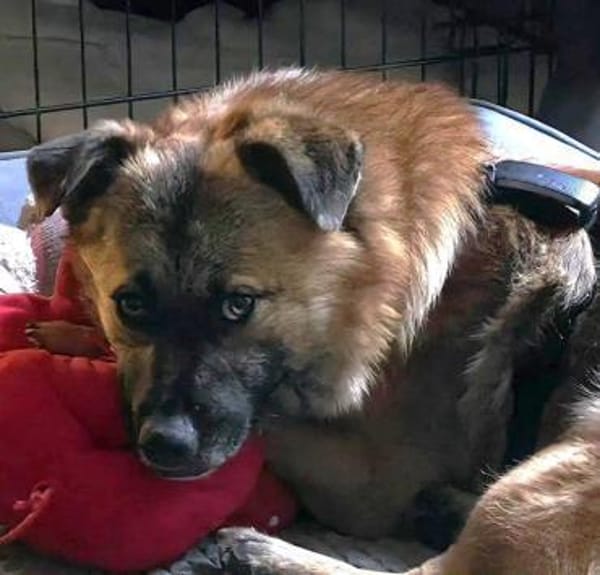 Lenny wartet in Nürnberg auf DICH