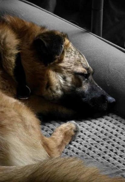 Lenny wartet in Nürnberg auf DICH