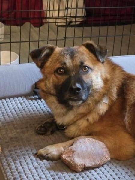 Lenny wartet in Nürnberg auf DICH