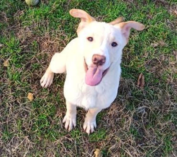 Saci, die liebe Maus wurde ausgesetzt