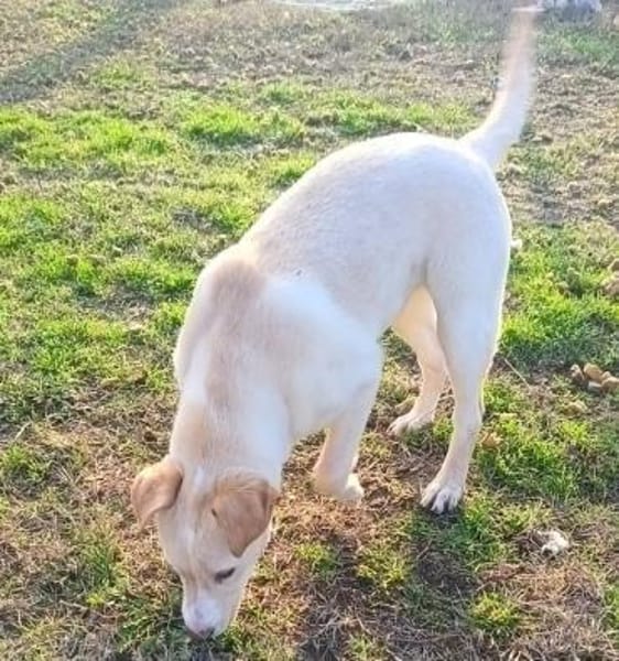 Saci, die liebe Maus wurde ausgesetzt