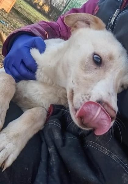 Saci, die liebe Maus wurde ausgesetzt