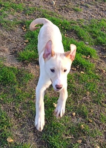 Saci, die liebe Maus wurde ausgesetzt