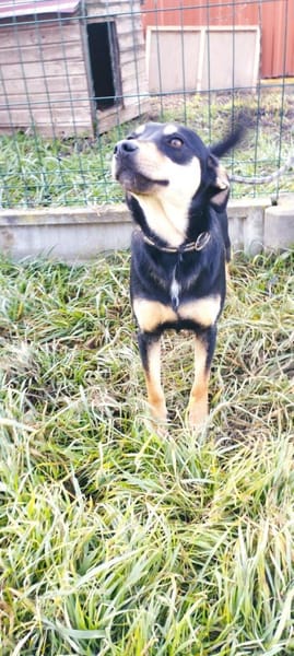 Nelli sucht Kuscheldecke