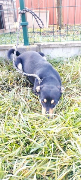 Nelli sucht Kuscheldecke