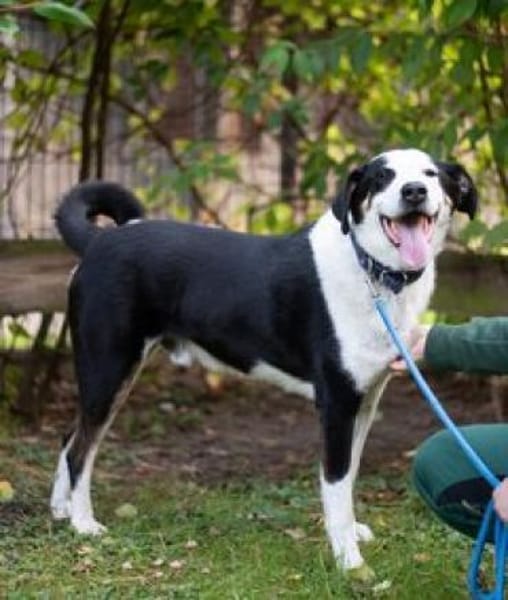 Buddy, der ideale Familienhund