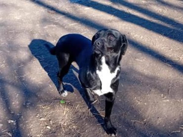 Gömbi man hat ihn zurückgelassen