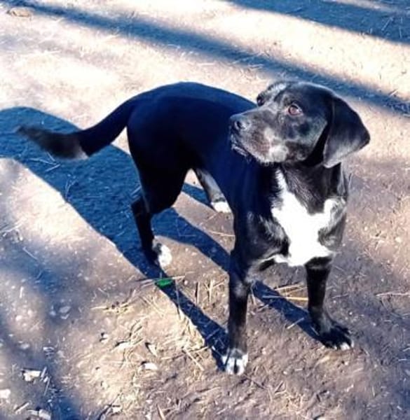 Gömbi man hat ihn zurückgelassen