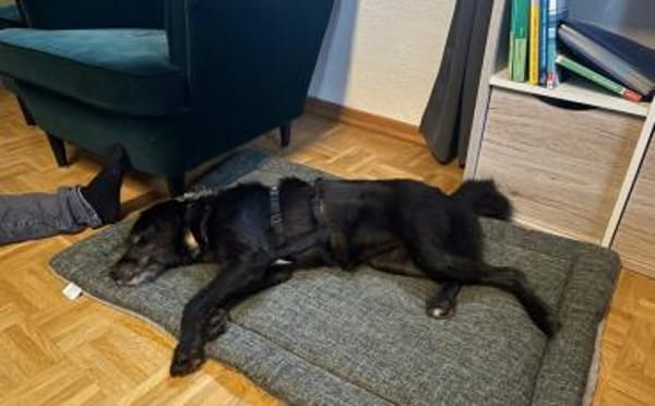 Kiara - Lebenfreude pur