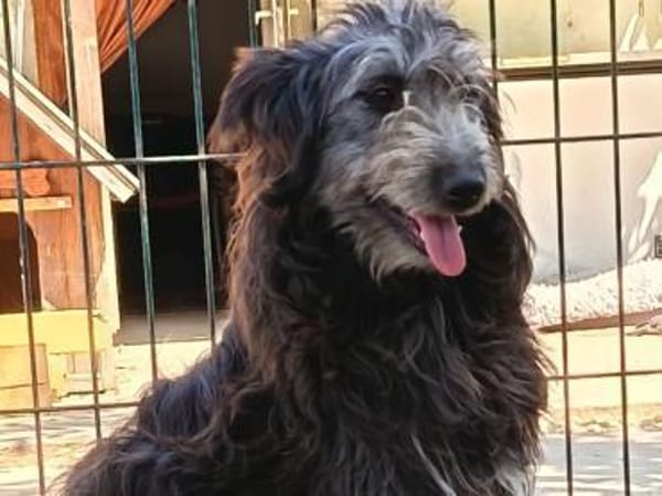 Pisci sucht endlich ihre Familie