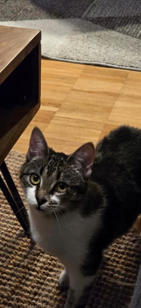 Ariel auf PS Herdecke