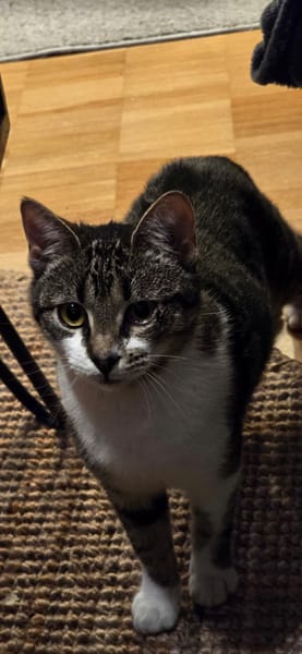 Ariel auf PS Herdecke