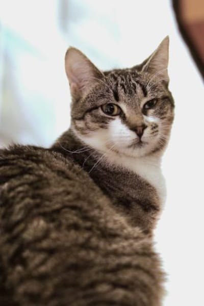 Ariel auf PS Herdecke