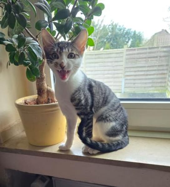 Jake auf PS in Olfen