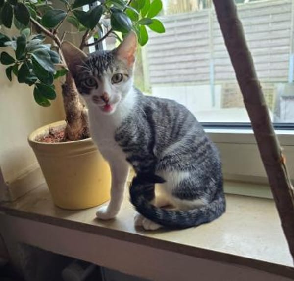 Jake auf PS in Olfen