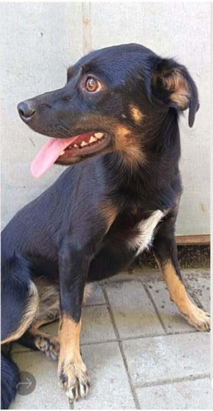 Wica möchte so gerne reisen