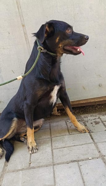 Wica möchte so gerne reisen